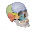 Didaktiskais jeb dažādas krāsas sejas un smadzeņu daļas kaulus identificējams pieauguša cilvēka galvaskauss - mākslīgs modelis