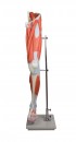 Pieauguša cilvēka kājas muskuļi - mākslīgs modelis