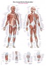 Uzskates materiāls - Cilvēka muskuļi